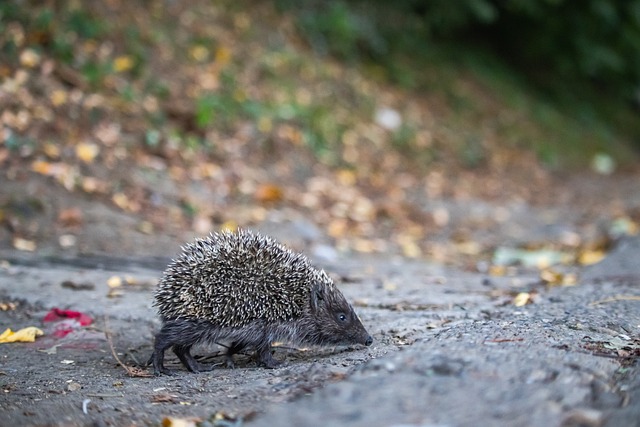 海港发文祝福奥斯卡：艰难时刻会过去，我们与功勋队长同在